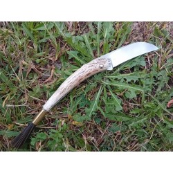 Fungus 1