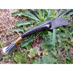 Fungus 5